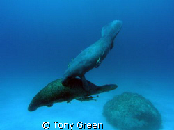 A rare distant snap of two manatees on a reef dive swimmi... by Tony Green 